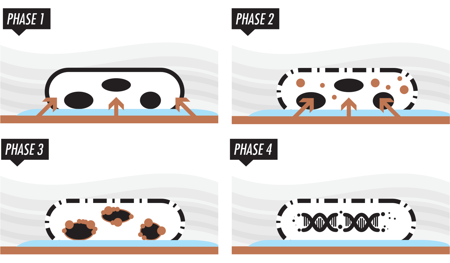 schéma des 4 phases